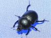 Geotrupes sp.